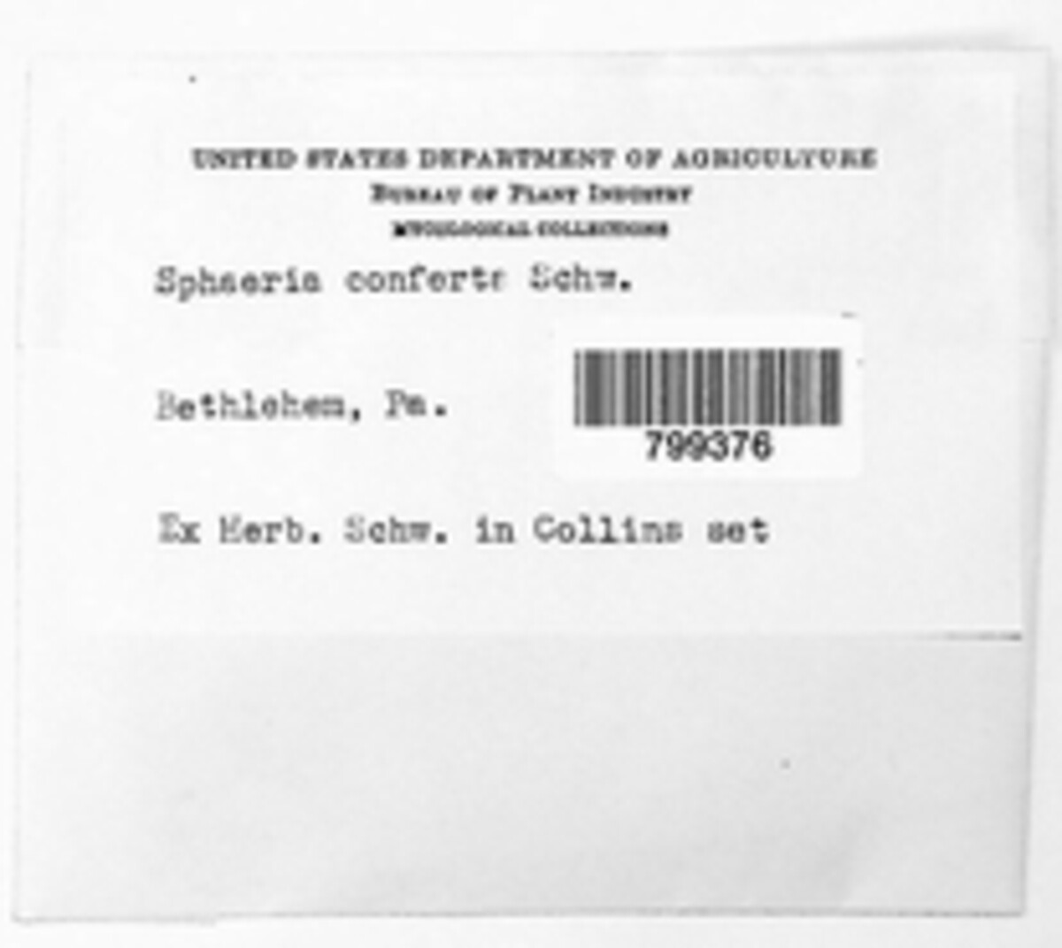 Scortechinia image